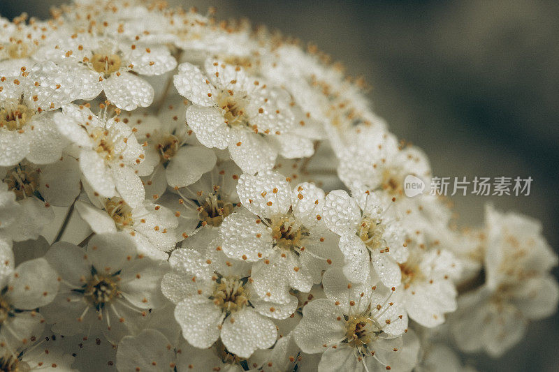 箭花(Achillea millefolium)在春夏时节盛开